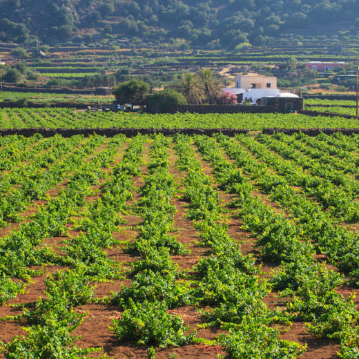 Passito pantelleria vino passitaly