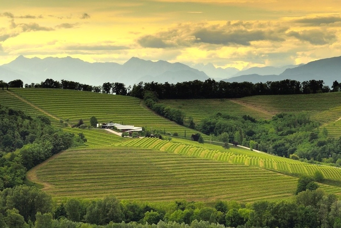 Colli Orientali del Friuli