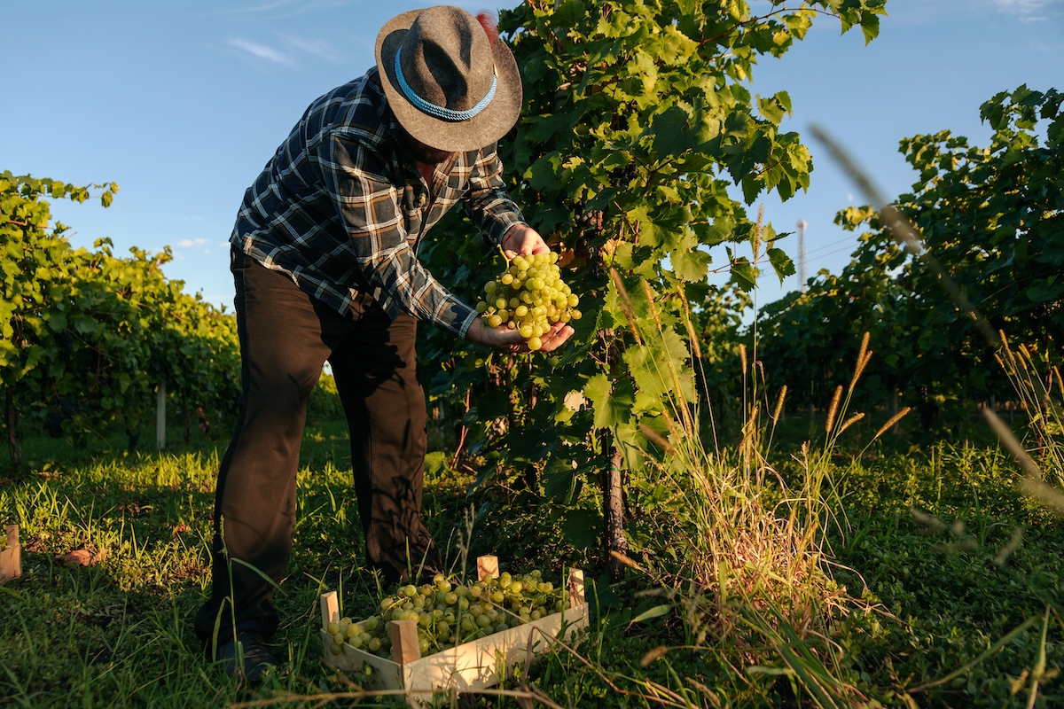 vendemmia 2024