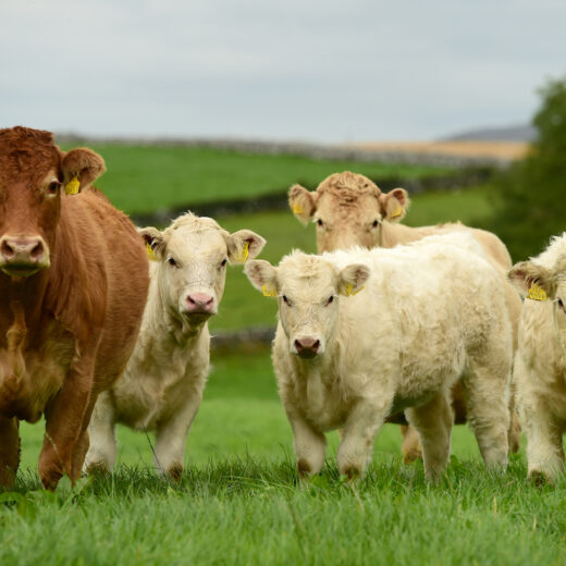 Chefs’ Irish Beef Club