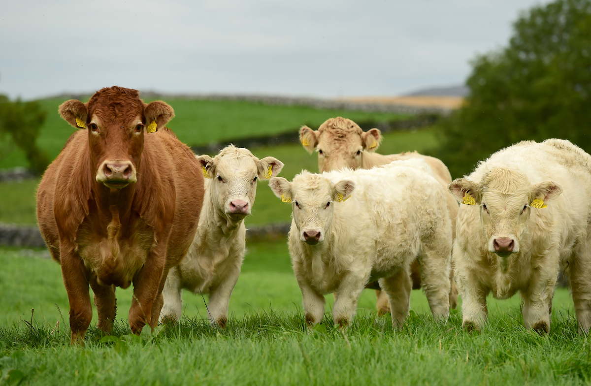 Chefs’ Irish Beef Club