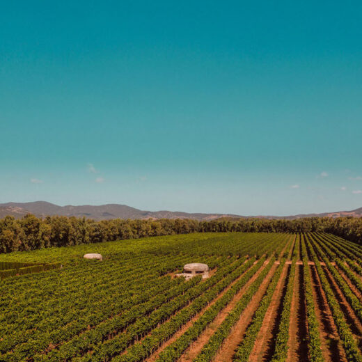 azienda vinicola Parpinello