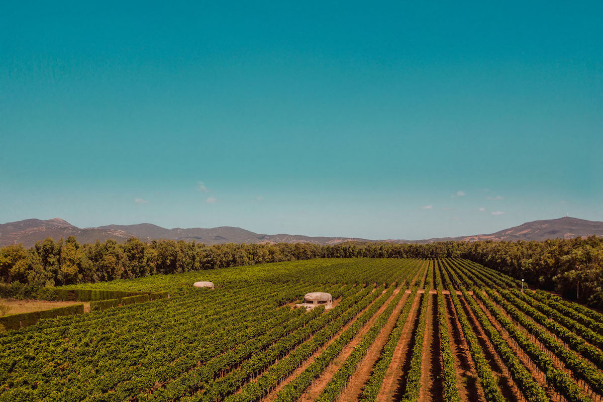 azienda vinicola Parpinello