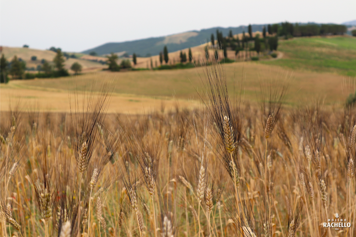 Farina Biologica Campo Oasi Rachello_01 (3)