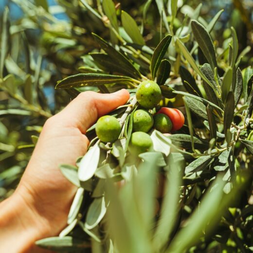 tutela dell’olio extravergine